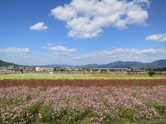 子どもと一緒に歩く、秋晴れの亀岡・夢コスモス園