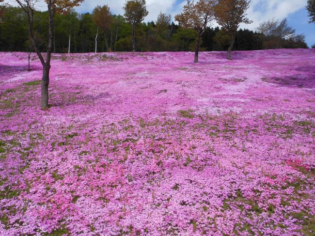 北海道には親類がいるので、幼少期から何度も訪れているところですが、初めてレンタカーで芝桜を見に行きました。<br />長距離ドライブと、そして新しくなった旭山動物園に・・・そして、初北海道の夫と共に札幌観光をしてきました★