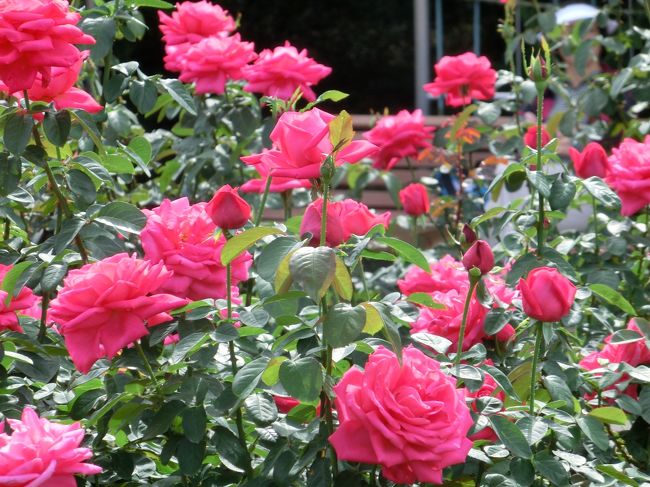 神代植物公園には今まで一度も行ったことがなかったのですが、ちょうどこの日は天気も良く秋のバラフェスタもこの日から始まるとのことで、さっそく行ってみることにしました。<br />