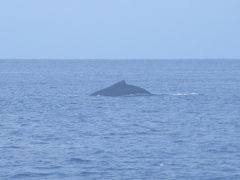 宮古島でダイビング Mar. 6, '08