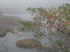 霧の八島ヶ原湿原。マユミのピンクの実がきれいでした。
