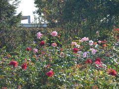 花菜ガーデン 秋バラ