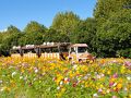 昭和記念公園　満開のコスモス（その1）
