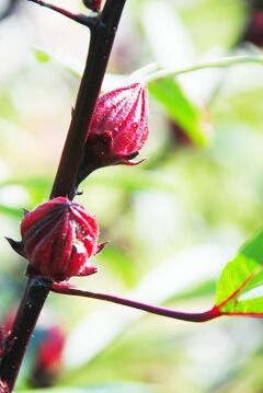 Japan　マダムＧといく水戸市植物公園でロゼルに出会う　　～ミツバチばあやの冒険～