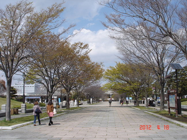 葛西臨海公園でバードウォッチング（５）の続きの植物編です。<br /><br />写真は葛西臨海公園のメインストリート風景。<br /><br />※ 2016.11.12 位置情報登録