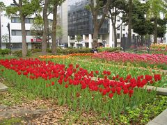横浜公園のチューリップと山下公園の花壇展