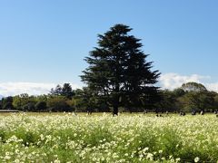 昭和記念公園　見頃のコスモス（その2）