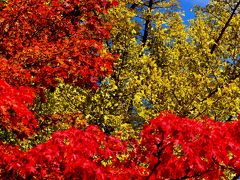 一人ぷらっと高野山?*・゜・*世界遺産と紅葉めぐり*・゜・*