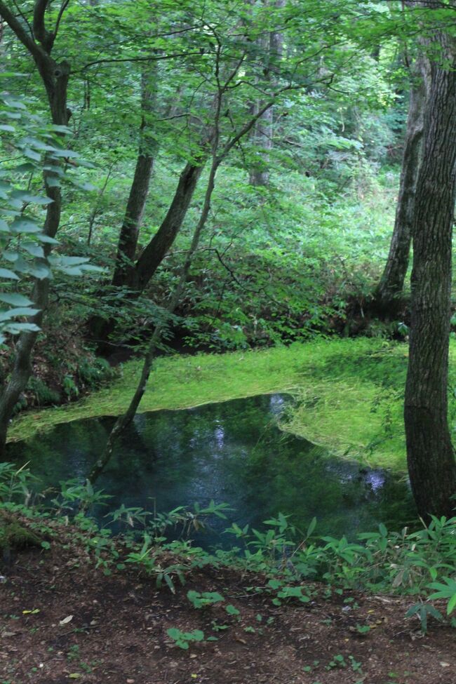 八幡平/安比高原/二戸ぐるり旅、今回は岩手県八幡平市にある金沢清水へ行って来ました。1985年に日本の名水100選に選ばれた八幡平市にある7ヵ所の湧水群の総称で岩手山、八幡平の間に流れる松川沿いに日量3.4万ｔの清水が湧出すると言われています。。座頭清水と称されるまでには幾つもの言い伝えが残っており、岩手山の滝に住む7つの頭を持つ蛇龍が里を見たくて地中にもぐり、頭を出したところが7つの湧口だという伝説や、悪さをする鬼が里人の目潰しに遭い、神のお告げにより目を洗い清めた泉だという伝説等が残っています。座頭清水の源泉は環境保護のため立入り禁止でしたが展望は可能で綺麗な湧水が湧き出す光景を眺めることができます。近くにある大規模な釣り堀公園｢トラウトガーデン｣にも湧き水が利用されています。また「岩手山のバナジウム天然水」として商品化を行われています。少し場所が分かりにくいところにあるためカーナビの設定は「トラウトガーデン」で検索すると行きやすいです。<br /><br />□■□■□■□■□■□■□■□■□■□■□■□■□■□■□■<br /><br />＜日本名水100選＞<br />【1】熊野の清水<br />http://4travel.jp/traveler/dekadora/album/10557908/<br />【2】忍野八海<br />http://4travel.jp/traveler/dekadora/album/10564209/<br />【3】垣花樋川<br />http://4travel.jp/traveler/dekadora/album/10594005/<br />【4】安曇野わさび田湧水群<br />http://4travel.jp/traveler/dekadora/album/10631180/<br />【5】柿田川湧水群<br />http://4travel.jp/traveler/dekadora/album/10637296/<br />【6】金沢清水<br />http://4travel.jp/traveler/dekadora/album/10722347/<br />【7】龍泉洞地底湖<br />http://4travel.jp/traveler/dekadora/album/10722666/<br /><br />□■□■□■□■□■□■□■□■□■□■□■□■□■□■□■<br /><br />＜金沢清水＞<br />岩手県八幡平市松尾寄木地内<br />http://www.hachimantai.or.jp/spot/index.html<br /><br />□■□■□■□■□■□■□■□■□■□■□■□■□■□■□■<br /><br />＜いわてぐるり旅＞<br />【1】新鉛温泉　結びの宿　愛隣館<br />https://4travel.jp/travelogue/10714948<br />【2】宮沢賢治記念館＆イーハトーブ館＆山猫軒<br />https://4travel.jp/travelogue/10715903<br />【3】宮沢賢治童話村<br />https://4travel.jp/travelogue/10716544<br />【4】四季館　彩冬<br />https://4travel.jp/travelogue/10721555<br />【5】日本名水100選【6】金沢清水<br />https://4travel.jp/travelogue/10722347<br />【6】日本名水100選【7】龍泉洞地底湖<br />https://4travel.jp/travelogue/10722666<br />【7】盛岡冷麺＆メトロポリタン盛岡＆NEW　WING<br />https://4travel.jp/travelogue/10723191<br />【8】陸中海岸国立公園　姉ヶ崎<br />https://4travel.jp/travelogue/10723522<br />【9】三王岩<br />https://4travel.jp/travelogue/10723845<br />【10】みやこ浄土ヶ浜遊覧船[前編]<br />https://4travel.jp/travelogue/10724745<br />【11】みやこ浄土ヶ浜遊覧船[後編]<br />https://4travel.jp/travelogue/10725150<br />【12】浄土ヶ浜(御台場展望台/剛台展望台/ハマユリ展望台)<br />https://4travel.jp/travelogue/10725716<br />【13】猊鼻渓<br />https://4travel.jp/travelogue/11801333<br />【14】厳美渓<br />https://4travel.jp/travelogue/11804509