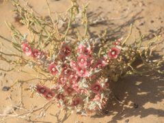 2012年中央アジア旅行～ウズベキスタン・キルギス・カザフスタン～ハイライトその９：植物編＜ウズベキスタンの綿花畑や沙漠の秋の小さな花など＞