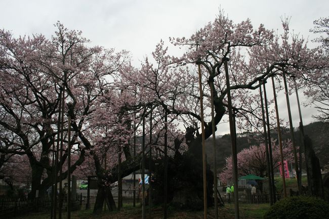 春はやっぱり『桜よねぇ～』と言う事で紙面広告を見て、<br />2泊3日のツアーに参加しました。<br /><br />今年の開花は遅れるはず！！と思い、遅めの4月中旬に日程を<br />決定したのですが、残念な結果に…<br />3～4分咲きだったのです(/_;)<br />おまけにほとんど雨！！(/_;)<br /><br />訪れた事のない『群馬』『長野』『山梨』に行けたから<br />まぁ～良いかっ！！　(^_-)-☆