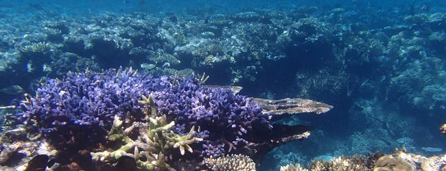 グレートバリアリーフ周辺 旅行 クチコミガイド フォートラベル オーストラリア The Great Barrier Reef