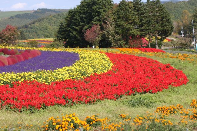 日本一早い紅葉を見に北海道にやってきました。<br />例年９月中旬から始まる紅葉が今年は遅れに遅れ。。。<br />１０月中旬でも見られるかな♪と思っていましたがちょっと甘かったようです(＞人＜;)<br />（北海道は１０月ごろから通行止めの道路も多いので、注意が要りますね）<br /><br />３日目のこの日は層雲峡から美瑛へ移動し、富良野で『オムカレー』を食し、再度美瑛へ。<br />紅葉はちょっと残念でしたが、美瑛では広がるお花畑を見られて感激☆<br /><br />夜の飛行機で帰宅しました。<br /><br />写真は美瑛の『ゼルブの丘』色とりどりの花が咲き誇っていました(((o(*ﾟ▽ﾟ*)o)))<br /><br />日本一早い紅葉を見に♪北海道旭山動物園<br />http://4travel.jp/traveler/tomokomokomoko/album/10720274/<br /><br />日本一早い紅葉を見に☆北海道層雲峡<br />http://4travel.jp/traveler/tomokomokomoko/album/10721570/<br /><br />日本一早い紅葉を見に☆富良野、美瑛<br />http://4travel.jp/traveler/tomokomokomoko/album/10722776/