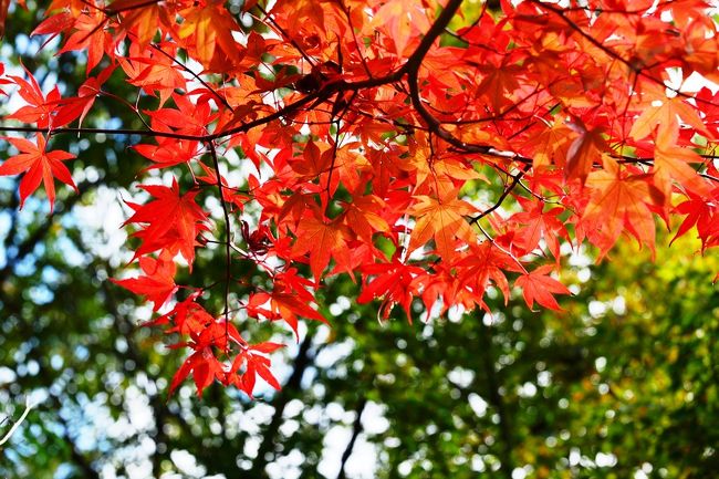  前日のNHKニュース九州版で英彦山が紅葉の見ごろをむかえていると聞いて、早速行ってきました。<br /> 英彦山は福岡県と大分県とにまたがる標高1,200mの山で、耶馬日田英彦山国定公園の一部です。とくに、出羽の羽黒山、熊野の大峰山と並び日本三大修験道の霊場として有名です。また、新潟の弥彦山、兵庫の雪彦山とともに日本三彦山に数えられています。