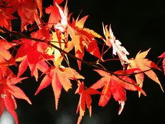 旧跡の街、鳥取・若桜町から兵庫・養父にかかる氷ノ山の紅葉を観る！