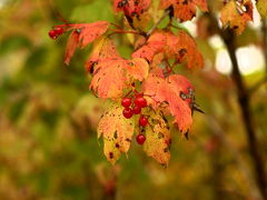 紅葉と鮭の遡上　バンクーバーの風物詩