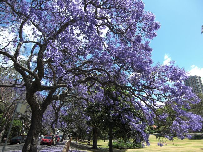 こちら、南半球のオーストラリア、シドニーは初夏、<br />私の大好きな花「ジャカランダ」が咲き始めた。<br /><br />早速、ジャカランダ並木のきれいなミルソンズパークに行き<br />写真を撮り、公園でゆったり花見を楽しんだ。<br /><br />日本と違って人でごちゃごちゃしていないので<br />（屋台なんかも出ていないし・・・まぁそれはそれで楽しいけど・・・）<br />ゆっくりとできた。<br /><br />ミルソンズパークへは電車、ミルソンズポイント(Milsons Point)駅からすぐ、<br />シティからはフェリーで行くこともできる。<br />