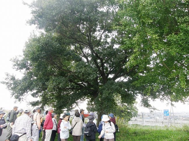 自然との共生や自然の大切さを学ぶため、久喜市栗橋地区の史跡を歩いて巡りながら、巨樹・巨木を観察しませんか、専門家による説明もあります。との呼びかけに参加いたしました。<br /><br />約５キロのコースを３６人の参加者で巡りましたが専門家の説明者も２人ついてくれて解りやすく丁寧に、しかも史跡も巡ってくれて栗橋地区の歴史の一端も吸収できた観察会となりました。