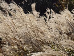 箱根仙石原すすき野原では、金色に輝くすすき野原の見ごろが続いています　２０１２年１１月４日