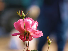 日比谷公園　東京都観光菊花大会　と　薔薇