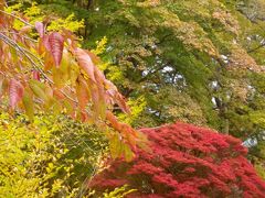 紅葉と黄葉に包まれてーーーー；秋色に萌える甲州路