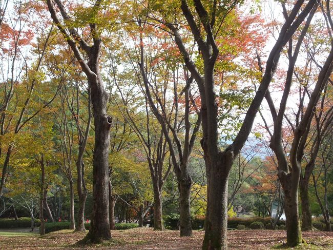 金曜日あたりからKoumeママが体調を崩し、土曜日はKoumeパパだけで亀岡へ。（小梅はママの看護）<br />日曜日は、小梅の看護のおかげかママの体調はずいぶん回復した様子でしたが、まだお出かけは無理。<br />ということでパパがこの日もひとりで宝が池公園で秋の空気をいっぱい吸い込んでから、宝ヶ池球技場でスポーツ観戦してまいりました。