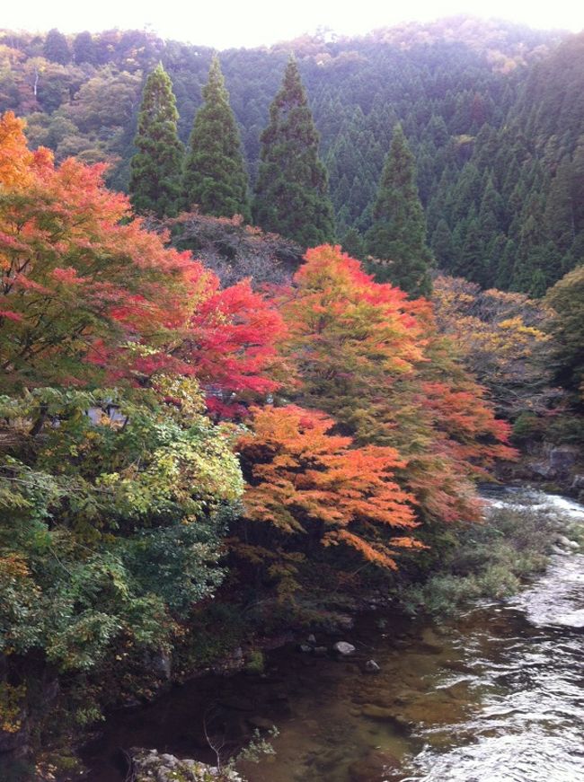 紅葉のシーズン到来！　ってことで行き先を検索。<br /><br />最近は岐阜方面が多かったので西に的を絞り、岡山県で探していると<br /><br />散歩もできる奥津渓を発見！　紅葉情報では色づきはじめだったので<br /><br />期待半分で出発しました。