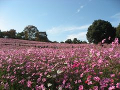 ’１２　昭和記念公園のコスモス