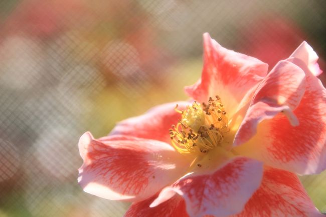 あっという間に11月になりました。<br />11月といえば、秋バラの終焉と菊と紅葉の季節です。<br />今年2012年の10月はレッサーパンダの赤ちゃんを見に行っていて秋バラ詣は行き損ねました。<br />でも、大丈夫！<br />関東で最大のバラ園の京成バラ園は、他のバラ園がピーク過ぎた11月でも、上旬のうちならまだまだ見頃のはずですから。<br />と期待したとおり、秋晴れに恵まれた11月第一週末は、今年唯一にして最高の秋バラ詣となりました。<br /><br />＜2012年唯一の秋バラ詣の京成バラ園の旅行記シリーズ構成＞<br />■（1）小ぶりだけど色濃い秋バラの競演（前編）<br />□（2）小ぶりだけど色濃い秋バラの競演（後編）<br />□（3）新作バラも披露されたカットローズ展＆バラ以外の花たち<br />□（4）光の中の秋バラとガゼボのあるバラ万華鏡<br /><br />先週の日曜日（10/28）に風邪をひいてしまい、昨日の土曜日（11/3）はとても天気が良かったけれど、じっと我慢して１日家で安静にしていました。<br />おかげで、本日、京成バラ園に出かけることができました。<br />ぎりぎり治ったとはいえ、病み上がり。<br />少々スロースタートで、京成バラ園に到着したのは11時30分すぎ、バラ撮影散策を開始できたのは11時40分でした。<br />京成バラ園では、ただいまオータムフェアの真っ最中、<br />なにやらクイズラリーがあったり、入口のところでは少し待てば12時からガイドツアーが始まるところでした。<br />でも、これでも病み上がり。<br />さくっと撮影散策をして、さくっと帰ろうと思ったから、ちょっと惜しかったけれど、それらには参加しませんでした。<br /><br />と思ったけど、私にはさくっとなんて無理な話。<br />というか、見頃の京成バラ園を目の前にしたら、とても無理！<br />ほんとに広くて、そして見頃のバラがたくさんあったから。<br />ふと気づいたら、あっという間に４時間以上。<br />今回はこれでもさっさと回った方なのですが、それでも半分も回り切れていませんでした。<br /><br />＜タイムメモ＞<br />08:50頃　家を出る<br />11:10　八千代緑が丘駅到着（東京メトロ東西線各停利用のため）<br />11:35　駅から徒歩で京成バラ園到着<br />11:40〜15:50　バラ園＆温室散策<br />15:50〜16:00　休憩<br />16:00〜16:30　最後のざっくり散策<br />17:00頃　京成バラ園を去る<br /><br />京成バラ園公式サイト<br />http://www.keiseirose.co.jp/<br />ローズガーデンの案内<br />http://www.keiseirose.co.jp/garden/index.html<br />お散歩日記（スタッフブログ）<br />http://www.keiseirose.co.jp/garden/rosegarden/blog/osanpo.html<br />アクセス<br />http://www.keiseirose.co.jp/garden/access/index.html<br />