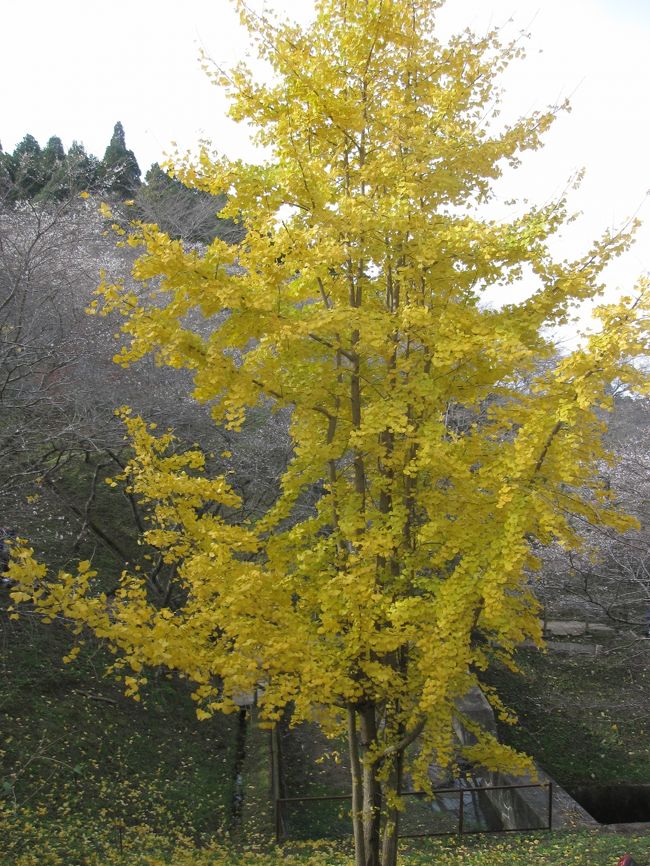 ニュースで見かけた四季桜。<br /><br />秋の紅葉と桜が同時に楽しめる！？<br /><br />行くしかないでしょー♪<br /><br /><br />ただ私が行ったときはもうだいぶ桜の時期は終わっていました^^;<br />紅葉にはちょっと早かったのかな？<br /><br />うーん難しいですね。<br /><br />でもイチョウは綺麗に色づいていました☆