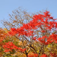 磐梯山の紅葉