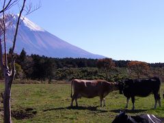 秋の朝霧高原★富士山をバックに捉えた野花たち+戯れる牛たち