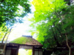 よっしゃ、京都へ行くどす(ぇ)！2012。　法然院。