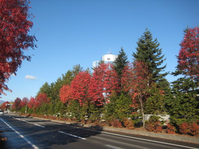 毎年夏に訪れる北海道。<br />現地の人曰く・・「秋がすばらしいよ、北海道は」<br />その言葉に思い立って行ってきました。<br /><br />特に紅葉の名所でなくても、街の至る所が自然のまま美しかった！