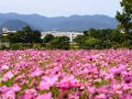 日帰り・武庫川「髭の渡し」コスモス園