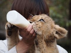 こりゃ楽し～い♪富士サファリパーク　～2012.11～