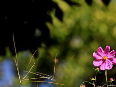 2012 花フェスタ記念公園 コスモス＆バラ