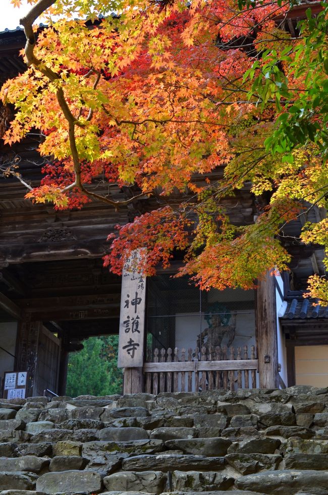 紅葉が美しい神護寺へ