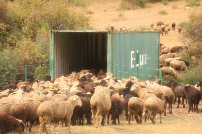 遊牧民の国中央アジア。<br />そのイメージを裏付ける動物たちの写真が撮れました@<br /><br />撮れたのは、やはり、現地ガイドと車をチャーターして都市から離れた郊外へ出たおかげです。<br />公共交通機関でなく私自身のためにチャーターした車なので、フォトストップも可能でしたから。<br />あるいはトレッキングの最中。<br />私にとってトレッキングは、あくまで写真撮影のためでしたからネ。<br /><br />現地ガイドに頼らず、自力で旅行するとなると、どうしても都市中心になりがちな私。<br />そんな旅行だったら到底ゲットできなかった動物たちの写真です。<br />そう思うと、私にとって、レア度が増します@<br /><br />でも、おまけとして最後に収めた公園のリスは、一人でカザフスタンの旧都アルマトイを散策していたときの写真です。<br />アルマトイの最終日、楽しみにしていたカザフスタン民族楽器博物館は修復中でお休み。<br />がっかりしただけでなく、これでは時間が余ってしまう、とくさくさした気分になりかけていたときでした。<br />まるで私を慰めるかのように出現してくれたリスちゃん。<br />28人のパンフィロフ戦士公園にはリスがいることは知っていました。<br />でも、たった１日ちょっと散策しただけで会える確率は限りなく低かったはずです。<br />やっぱりそれは、カザフ民族博物館が入れなかった代わりにアルマトイが引き合わせてくれたのでは！？<br />なんてネ。<br /><br />＜2012年中央アジア３カ国旅行：簡易旅程＞<br />9/09日　成田発～アシアナ航空でソウル仁川経由～タシケント到着<br />9/10月　ウズベキスタン航空でウルゲンチへ飛び、ヒヴァへ＆ヒヴァ観光<br />9/11火　キジムクル沙漠のカラ回り★<br />9/12水　ウズベキスタン航空でキルギスの首都ビシュケクへ＆ビシュケク市内観光<br />9/13木　途中でブラナの塔へ寄りながら、イシククル湖へ★<br />9/14金　野外岩絵博物館＆チョン・アクスー渓谷トレッキング★<br />9/15土　イシククル湖からビシュケクへ戻る＆ショッピング★<br />9/16日　ビシュケクからカザフスタンのアルマトイへ陸路国境越え★＆アルマトイ市内観光<br />9/17月　チャリン・キャニオンへのエクスカーション★<br />9/18火　アルマトイ市内観光～夜23時10分アシアナ航空で出国<br />9/19水　ソウル仁川経由　朝11時10分成田着<br />　★印は車とドライバーとガイドあるいは車とドライバーを旅行代理店経由でチャーターした日<br /><br />※詳細旅程はこちら。<br />「2012年中央アジア旅行～ウズベキスタン・キルギス・カザフスタン～旅程一覧」<br />http://4travel.jp/traveler/traveler-mami/album/10710426/<br />もう一つのブログ「まみ’s Travel Diary」（http://mami1.cocolog-nifty.com/）にも、旅行前の立案、詳細旅程一覧、旅行後の感想をひととおりアップしています。<br />