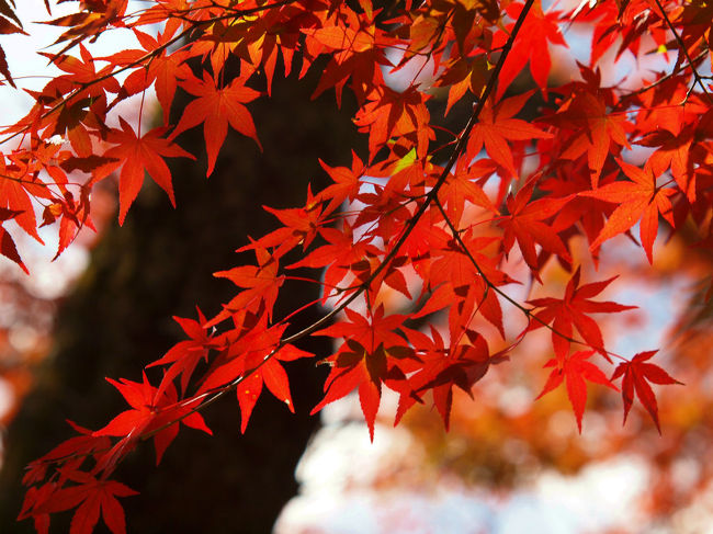 みちのく、、入口の白河　<br /><br />日本最古の公園と言われてる　白河の　南湖公園に<br /><br />このような素晴らしい紅葉が見られるとは<br /><br />来てみる前は想像もしていませんでした。<br /><br />行ってみっぺ　白河<br />http://shirakawa315.com/sightseeing/nanko.html<br />南湖神社<br />http://www5.ocn.ne.jp/~nanko/<br />南湖公園<br />http://www5.ocn.ne.jp/~nanko/nankokouen.htm<br />翠楽苑<br />http://shirakawa315.com/suirakuen/index.html<br /><br />関連義臣旅記<br /><br />２０１０　小峰城桜祭り<br />http://4travel.jp/traveler/jiiji/album/10453230/<br />２００７　桜はまだでした白河　小峰城−１<br />http://4travel.jp/traveler/jiiji/album/10140747/<br />２００７　桜はまだでした白河　小峰城ー２<br />http://4travel.jp/traveler/jiiji/album/10140932/<br />２０１２<br />燃える秋（紅葉）−１　南湖湖畔<br />http://4travel.jp/traveler/jiiji/album/10724514/<br />燃える秋（紅葉）−２　翠楽苑　上<br />http://4travel.jp/traveler/jiiji/album/10724916/<br />燃える秋（紅葉）−３　翠楽苑　下<br />http://4travel.jp/traveler/jiiji/album/10725268/<br />燃える秋（紅葉）−４　南湖神社<br />http://4travel.jp/traveler/jiiji/album/10725545/<br />