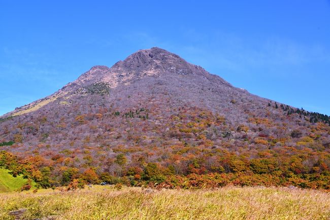 　小春日和の好日、由布岳に登ってきました。そして、帰りに金鱗湖周辺の紅葉を鑑賞しました。<br />　由布岳は、深田久弥が日本百名山に入れなかったことを後悔したといわれほど美しい円錐形の山で、東峰と西峰の2つのピークからなる標高1,583mの山です。別名豊後富士と称されています。特に由布院温泉では、盆地内の多くの場所からその姿を望むことができるため、由布岳はこの地のランドマーク的な存在となっています。<br />　<br />