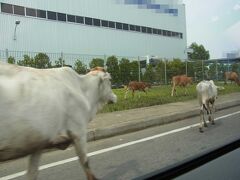 【出張、出張】またまたインドネシア。 これは旅行記かメニュー? その2