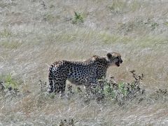 びっくり！チーターのお食事シーンに遭遇！～ナミビア・エトーシャ国立公園