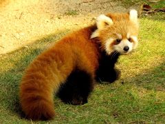 秋の赤ちゃんレッサーパンダ紀行【８】 周南市徳山動物園　こちらも２年連続の双子誕生！！　おめでとう！！風花ちゃん＆賢健君！！　のんた君も元気です！！