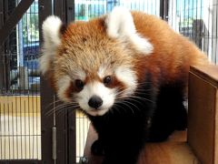 秋の赤ちゃんレッサーパンダ紀行【９】 東京都大島公園動物園　おめでとう！！アイリちゃん＆コタロウ君　ついに・・・待望の離島子パンダ誕生です！！