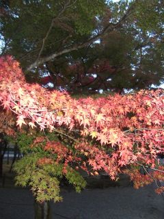 雅　黄昏の京の街