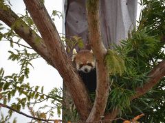 「レッサーパンダ紀行関西版」は京都市動物園、オフ会は雨の京都街歩き、そして最後の最後にハプニング勃発！