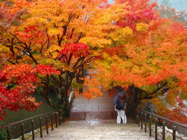 雨の丹波路　紅葉めぐり