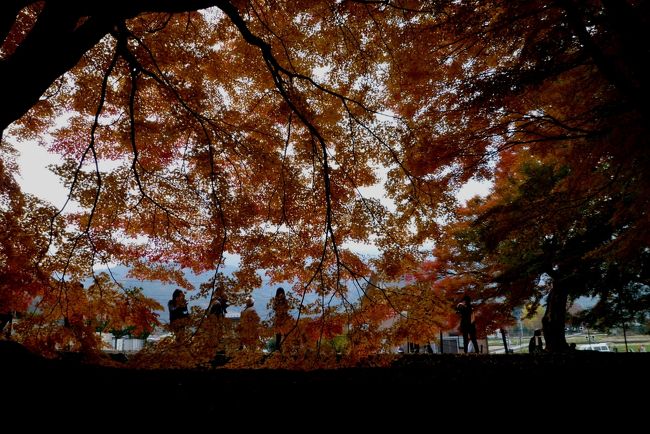 富士五湖には何度か足を運んでいるが、紅葉シーズンは初めてである。<br />富士河口湖では、１０／２７〜１１／１８の間紅葉まつりが行われていた。<br />円形ホールの少し先のもみじ回廊は、期待以上に赤や黄色の紅葉が見られ楽しませてくれた。<br /><br />もみじ回廊の少し先の「久保田一竹美術館」の庭の紅葉が素晴らしかった。<br />こじんまりとした、よく整った庭園は真っ赤な紅葉が見応えがあった。<br /><br />期待の富士山は、雲が薄くかかって見えたり隠れたりで少し残念だった。<br /><br />さらに二十曲峠まで行き、富士山を堪能してきた。<br /><br />この後、箱根「星の王子様ミュージアム」へ。<br />http://4travel.jp/traveler/stakeshima/album/10725838