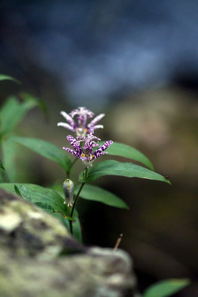 稲穂が黄金色に輝き実りを迎える頃、秋に咲く野花を探して、愛知県の西三河や東三河を数カ所廻ってきました。目的地は、くらがり渓谷と本宮山、そして新城市東部。終盤のアケボノシュスランや、咲き始めたエンシュウハグマなどが見られました。<br /><br />くらがり渓谷に咲くホトトギス